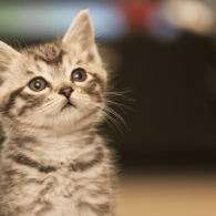 Curious Kitten Curious Kitten