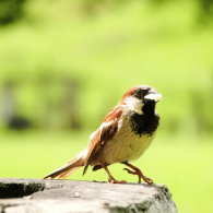 Jack Sparrow Jack Sparrow