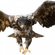 Mighty Eagle Mighty Eagle