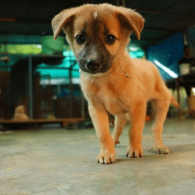 Smart Puppy Smart Puppy